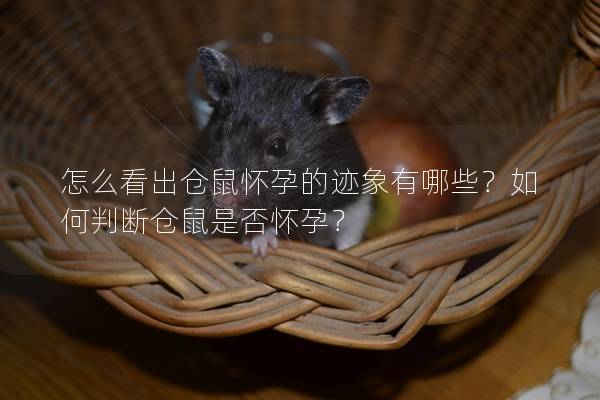 怎么看出仓鼠怀孕的迹象有哪些？如何判断仓鼠是否怀孕？