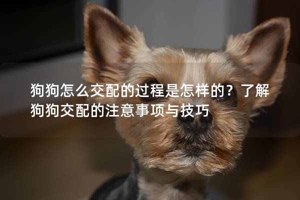 狗狗怎么交配的过程是怎样的？了解狗狗交配的注意事项与技巧
