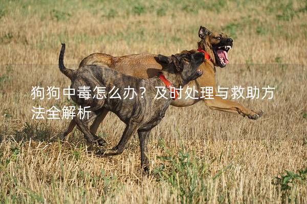 狗狗中毒怎么办？及时处理与救助方法全解析