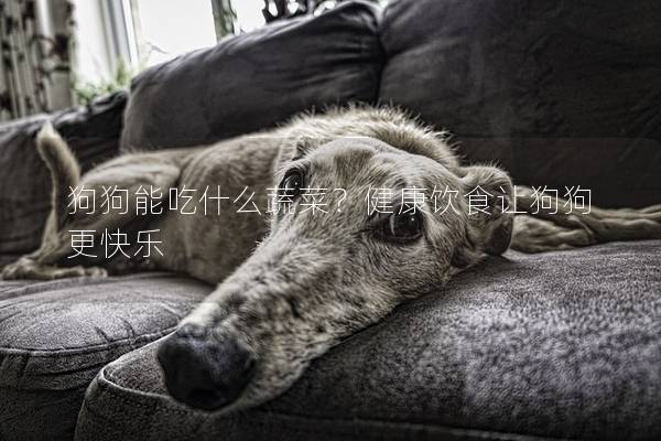 狗狗能吃什么蔬菜？健康饮食让狗狗更快乐