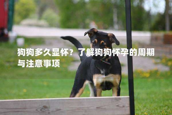 狗狗多久显怀？了解狗狗怀孕的周期与注意事项