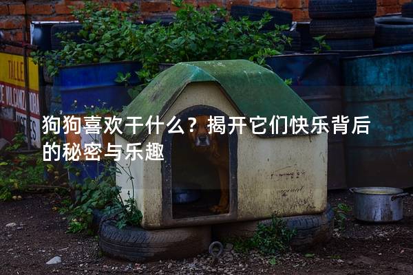 狗狗喜欢干什么？揭开它们快乐背后的秘密与乐趣