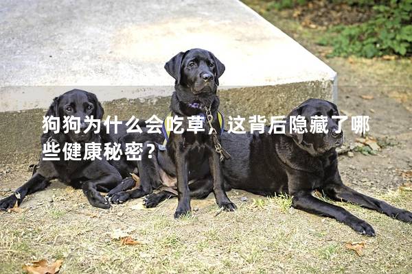 狗狗为什么会吃草，这背后隐藏了哪些健康秘密？
