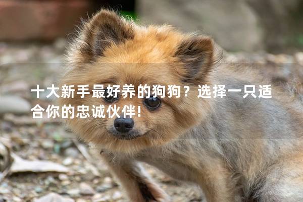 十大新手最好养的狗狗?选择一只适合你的忠诚伙伴! 十大新手最好养的狗狗?选择一只适合你的忠诚伙伴!