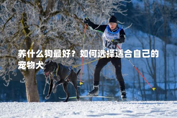 养什么狗最好?如何选择适合自己的宠物犬 养什么狗最好?如何选择适合自己的宠物犬