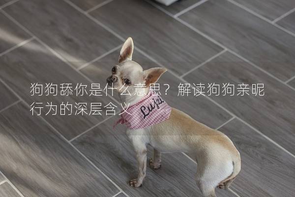狗狗舔你是什么意思？解读狗狗亲昵行为的深层含义