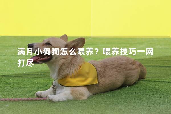 满月小狗狗怎么喂养?喂养技巧一网打尽 满月小狗狗怎么喂养?喂养技巧一网打尽
