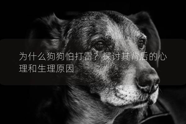 为什么狗狗怕打雷？探讨其背后的心理和生理原因