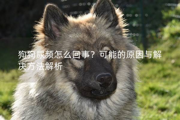 狗狗尿频怎么回事？可能的原因与解决方法解析