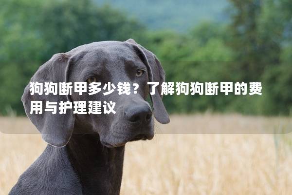 狗狗断甲多少钱？了解狗狗断甲的费用与护理建议