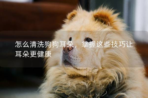 怎么清洗狗狗耳朵，掌握这些技巧让耳朵更健康