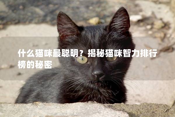 什么猫咪最聪明?揭秘猫咪智力排行榜的秘密 什么猫咪最聪明?揭秘猫咪智力排行榜的秘密