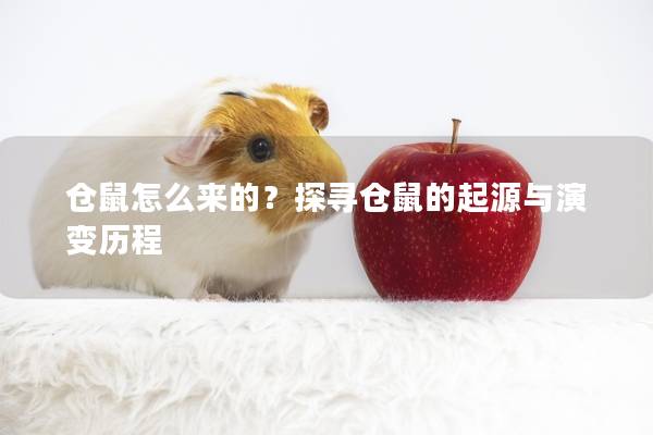 仓鼠怎么来的？探寻仓鼠的起源与演变历程