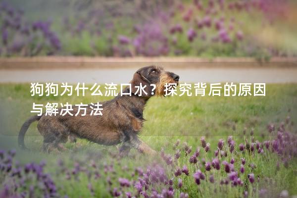 狗狗为什么流口水？探究背后的原因与解决方法