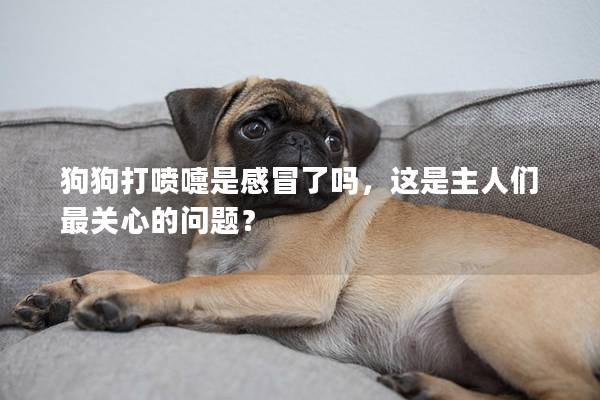 狗狗打喷嚏是感冒了吗,这是主人们最关心的问题? 狗狗打喷嚏是感冒了吗,这是主人们最关心的问题?