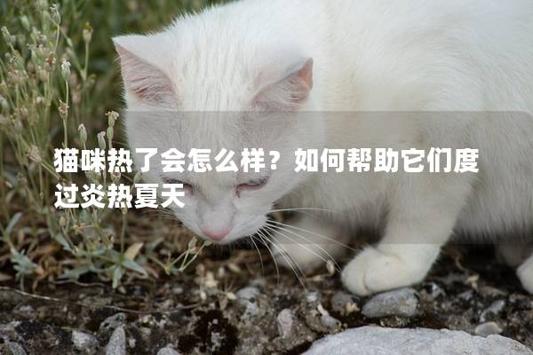 猫咪热了会怎么样？如何帮助它们度过炎热夏天