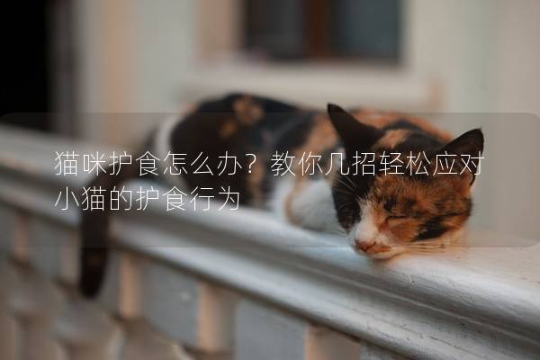 猫咪护食怎么办？教你几招轻松应对小猫的护食行为