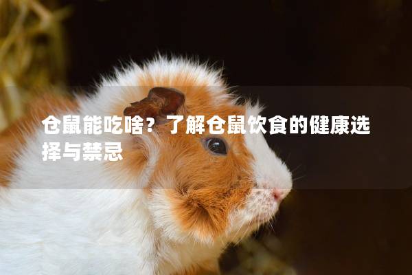 仓鼠能吃啥？了解仓鼠饮食的健康选择与禁忌
