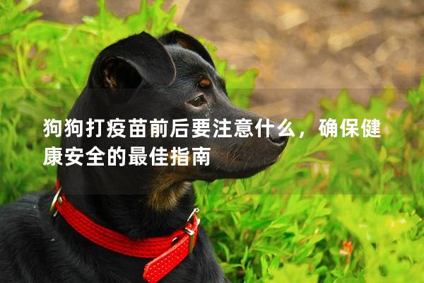 狗狗打疫苗前后要注意什么，确保健康安全的最佳指南