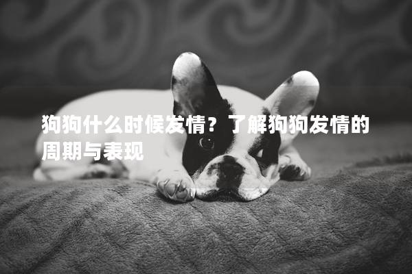 狗狗什么时候发情？了解狗狗发情的周期与表现