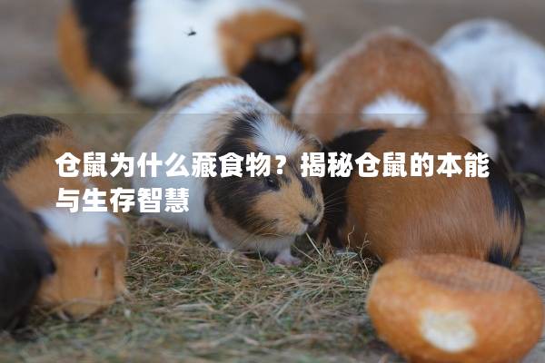 仓鼠为什么藏食物？揭秘仓鼠的本能与生存智慧