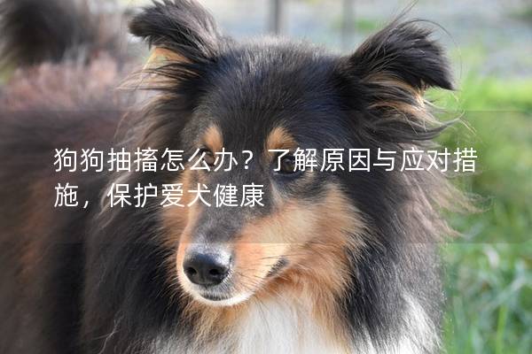 狗狗抽搐怎么办？了解原因与应对措施，保护爱犬健康