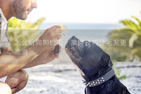 怎么给狗狗梳毛，掌握技巧让毛发更顺滑