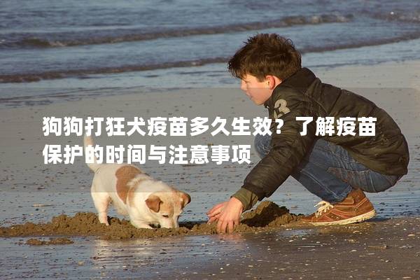 狗狗打狂犬疫苗多久生效？了解疫苗保护的时间与注意事项