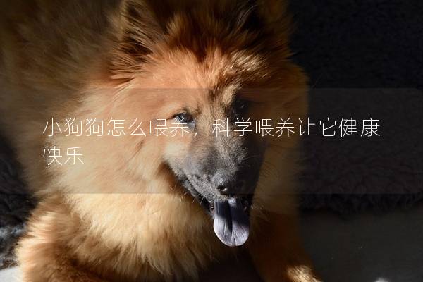 小狗狗怎么喂养，科学喂养让它健康快乐