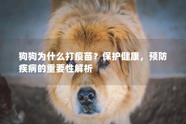 狗狗为什么打疫苗?保护健康,预防疾病的重要性解析 狗狗为什么打疫苗?保护健康,预防疾病的重要性解析
