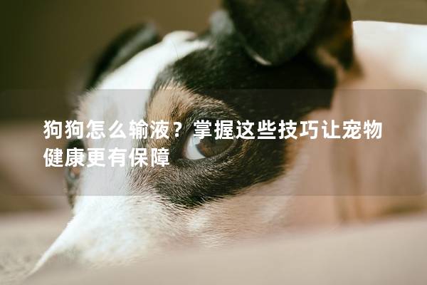 狗狗怎么输液？掌握这些技巧让宠物健康更有保障