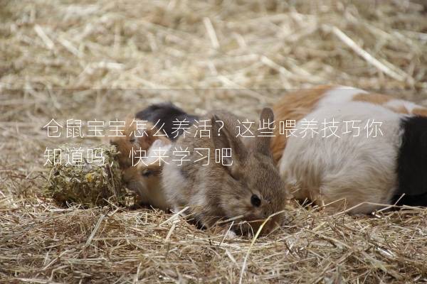 仓鼠宝宝怎么养活?这些喂养技巧你知道吗,快来学习吧 仓鼠宝宝怎么养活?这些喂养技巧你知道吗,快来学习吧