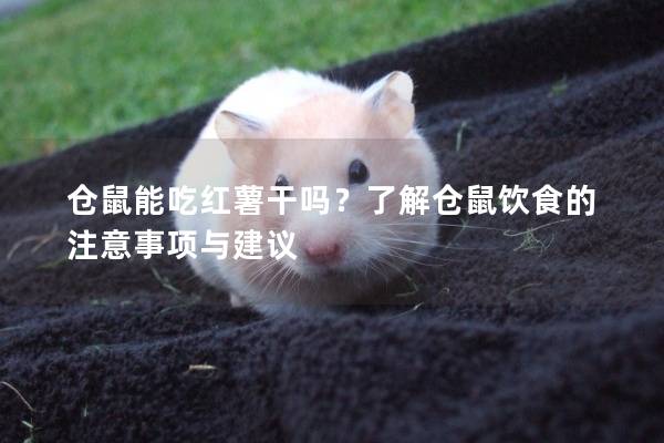 仓鼠能吃红薯干吗？了解仓鼠饮食的注意事项与建议
