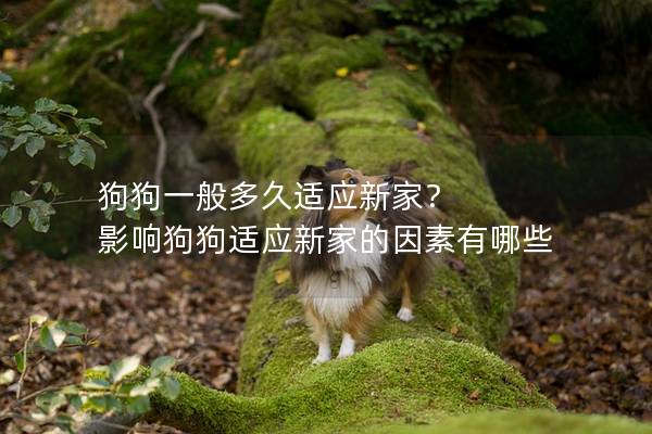 狗狗一般多久适应新家？ 影响狗狗适应新家的因素有哪些