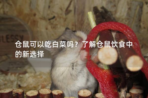 仓鼠可以吃白菜吗?了解仓鼠饮食中的新选择 仓鼠可以吃白菜吗?了解仓鼠饮食中的新选择