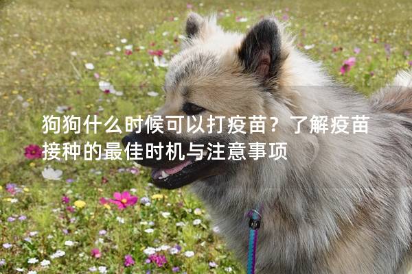 狗狗什么时候可以打疫苗?了解疫苗接种的最佳时机与注意事项 狗狗什么时候可以打疫苗?了解疫苗接种的最佳时机与注意事项