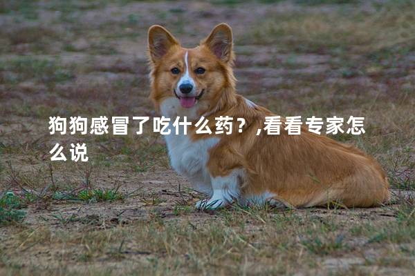 狗狗感冒了吃什么药?,看看专家怎么说 狗狗感冒了吃什么药?,看看专家怎么说