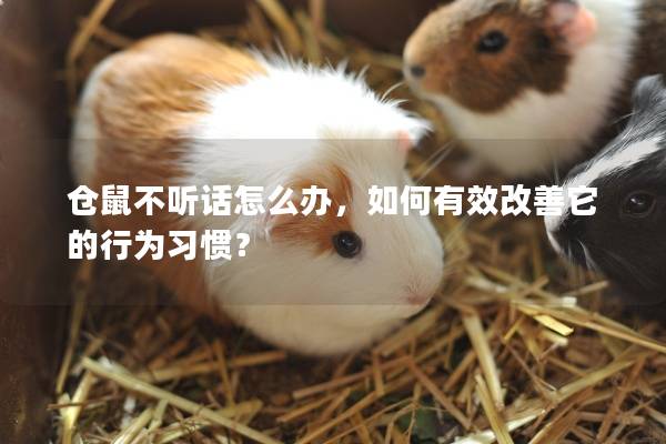 仓鼠不听话怎么办，如何有效改善它的行为习惯？