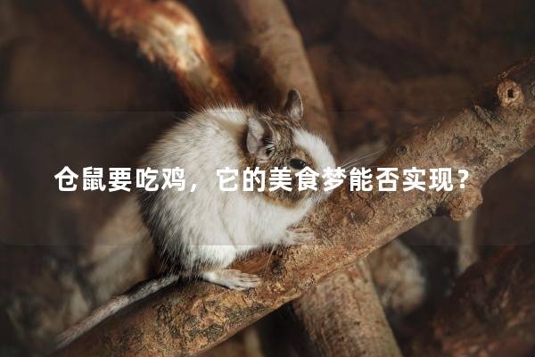 仓鼠要吃鸡，它的美食梦能否实现？