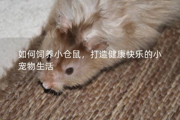 如何饲养小仓鼠,打造健康快乐的小宠物生活 如何饲养小仓鼠,打造健康快乐的小宠物生活