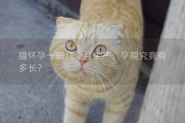 猫怀孕一般几个月生产,孕期究竟有多长? 猫怀孕一般几个月生产,孕期究竟有多长?