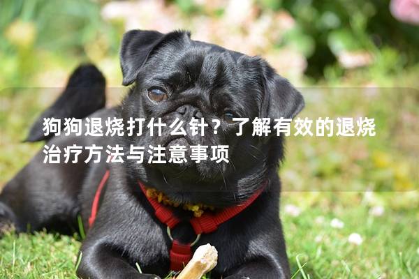狗狗退烧打什么针?了解有效的退烧治疗方法与注意事项 狗狗退烧打什么针?了解有效的退烧治疗方法与注意事项