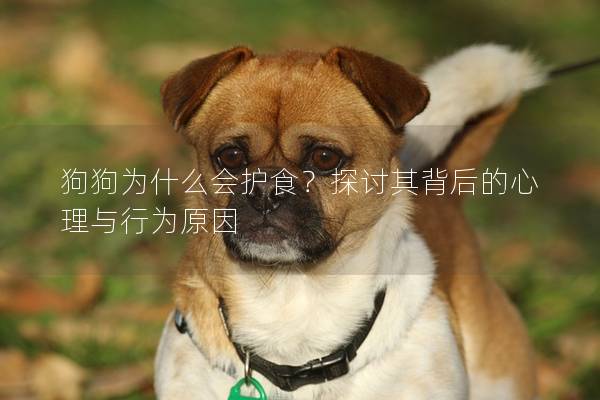 狗狗为什么会护食？探讨其背后的心理与行为原因
