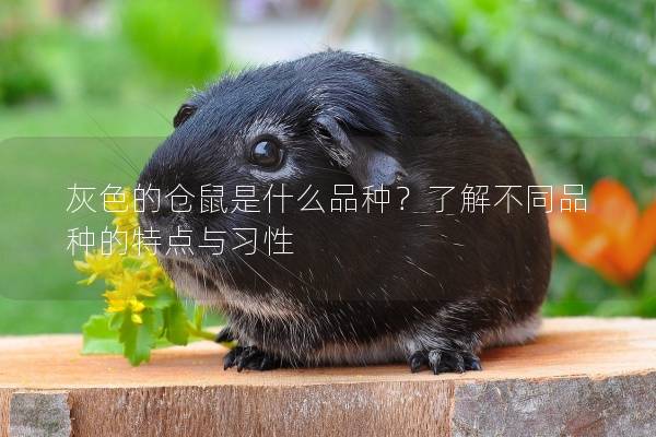 灰色的仓鼠是什么品种？了解不同品种的特点与习性