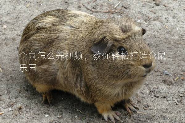 仓鼠怎么养视频，教你轻松打造仓鼠乐园