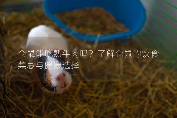 仓鼠能吃熟牛肉吗？了解仓鼠的饮食禁忌与健康选择