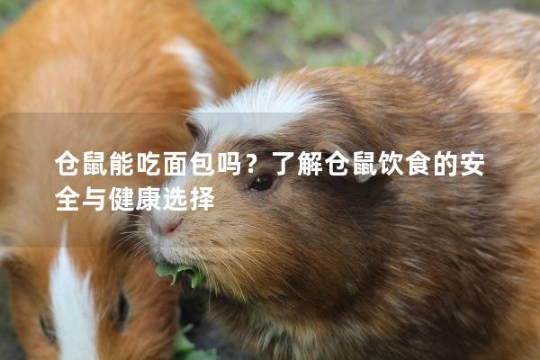 仓鼠能吃面包吗？了解仓鼠饮食的安全与健康选择