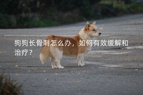 狗狗长骨刺怎么办,如何有效缓解和治疗? 狗狗长骨刺怎么办,如何有效缓解和治疗?