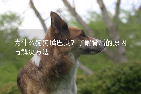 为什么狗狗嘴巴臭？了解背后的原因与解决方法