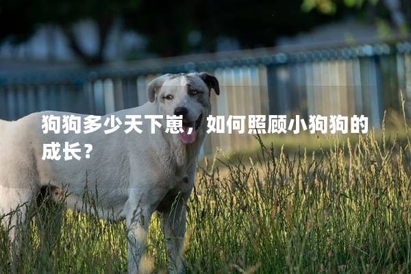 狗狗多少天下崽,如何照顾小狗狗的成长? 狗狗多少天下崽,如何照顾小狗狗的成长?